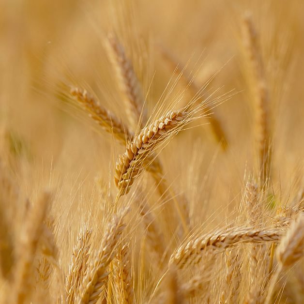 Grãos de trigo orgânico colhidos nas colinas de Matera